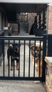 Saint Bernard, Thor, with Koda at house gate