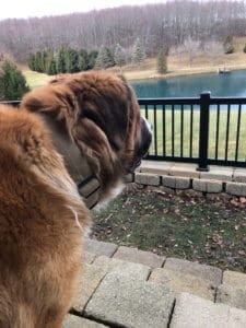 Saint Bernard, Thor, looking out over his new domain