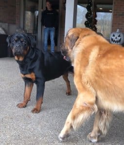 Saint Bernard, Thor, playing with Koda outside