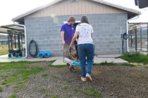 Full Capacity, Ari and Laura moving dogs