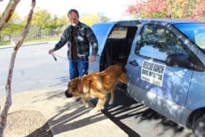 Saint Bernard,Thor, getting out of van at rest stop