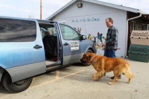 Saint Bernard, Thor getting into van