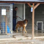 Saint Bernard, Rick bringing Thor out for his trip to Sacramento