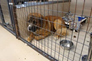 Saint Bernard, Thor, the Mill Fire evacuee in his kennel