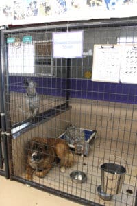 Saint Bernard, Thor, the Mill Fire evacuee in his kennel