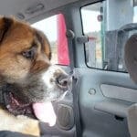 Saint Bernard, Thor, spots Rick coming back to van at gas station