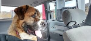 Saint Bernard, Thor, spots Rick coming back to van at gas station