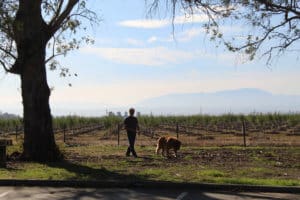 Saint Bernard,Thor, walking with Rick at rest stop