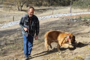 Saint Bernard,Thor, walking with Rick at rest stop