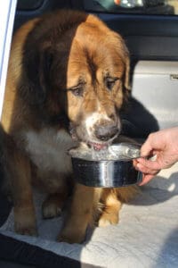 Saint Bernard, Thor, drinking water at rest stop