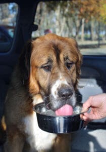 Saint Bernard, Thor, drinking water at rest stop