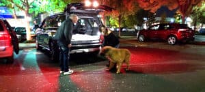 Saint Bernard, Thor, about to get into adopter's SUV