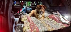 Saint Bernard, Thor, in adopter's SUV
