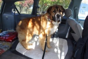 Saint Bernard, Thor, in van atrest stop