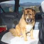 Saint Bernard, Thor, in van on his bed
