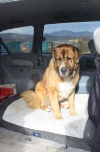 Saint Bernard, Thor, in van on his bed