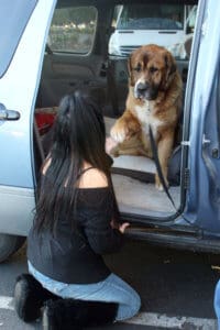 Saint Bernard, Thor, meets adopter and shakes a paw