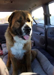Saint Bernard, Thor, in van window in sacramento