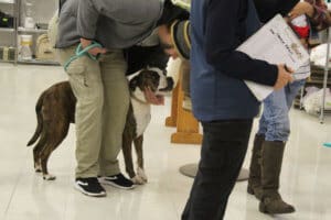 Rescue Ranch Thrift Store, boxer mix wiating in line for Santa Paws