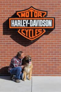 Saint Bernard, Thor with Rick under D & S Harley Davidson sign