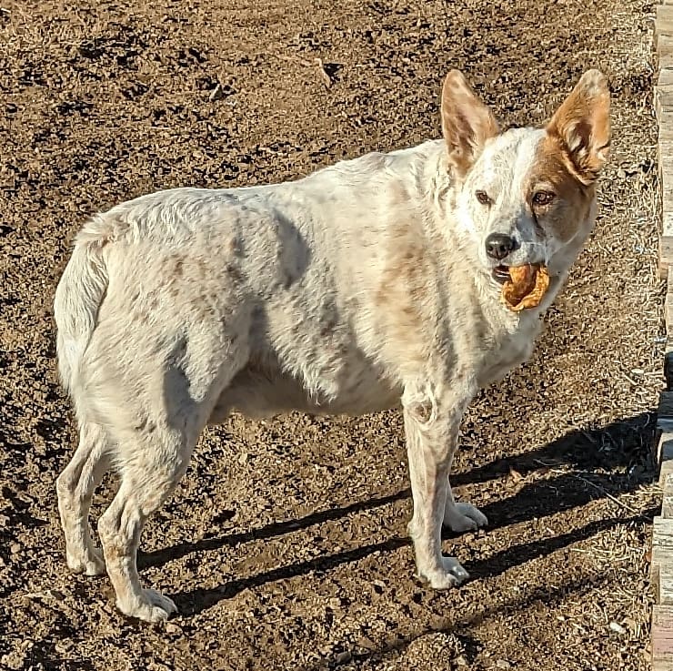 dog1