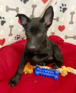 Stella as young puppy