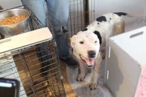 Emaciated dog,Hope
