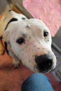 Emaciated dog,Hope Close Up portrait