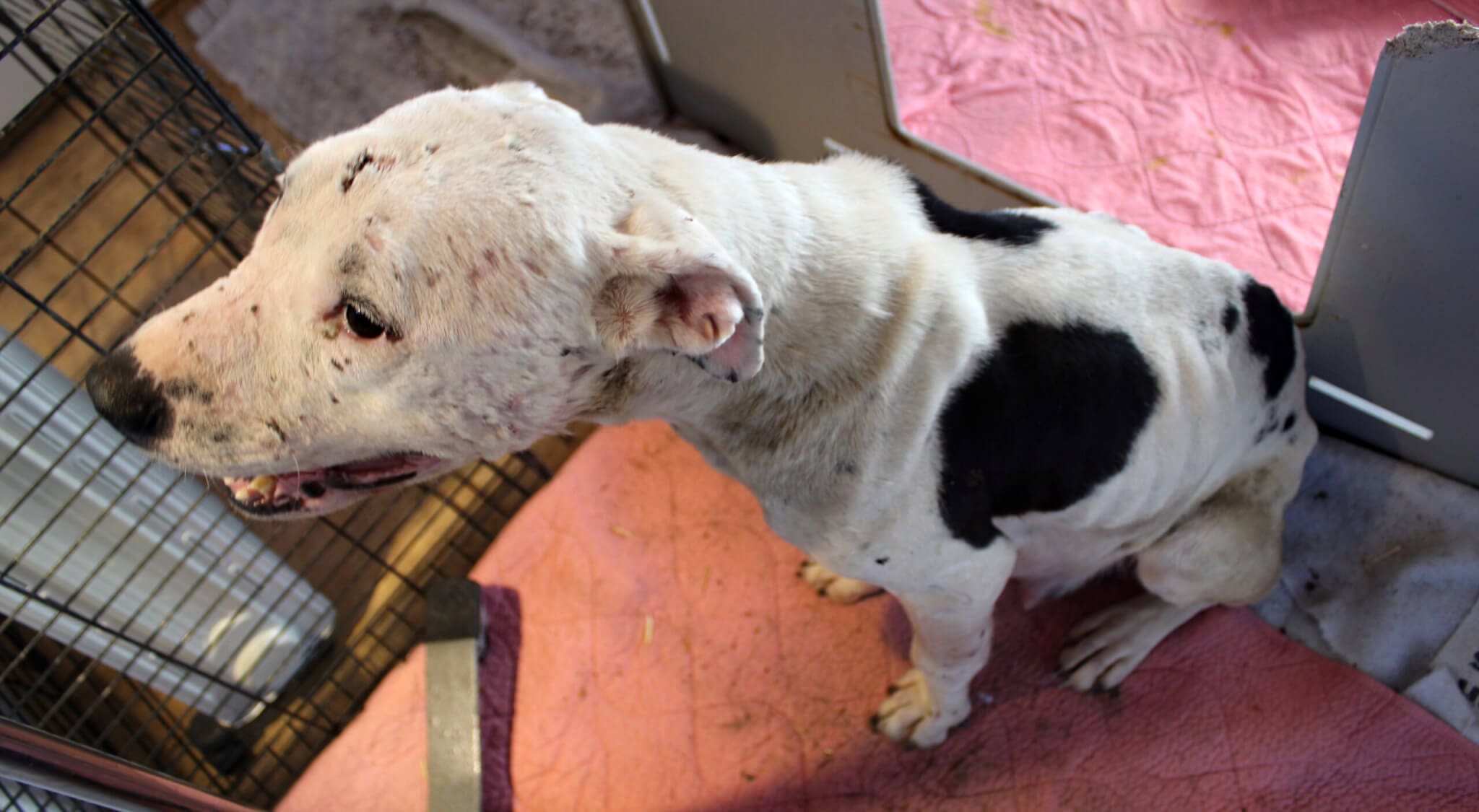 Emaciated dog safe with litter of 6 pups at Rescue Ranch Sanctuary
