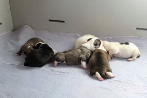 Emaciated dog, puppies