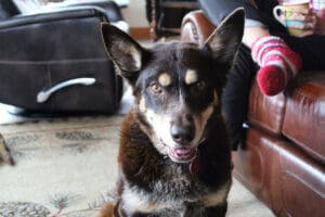 Gus, Kenna's Pal and housemate