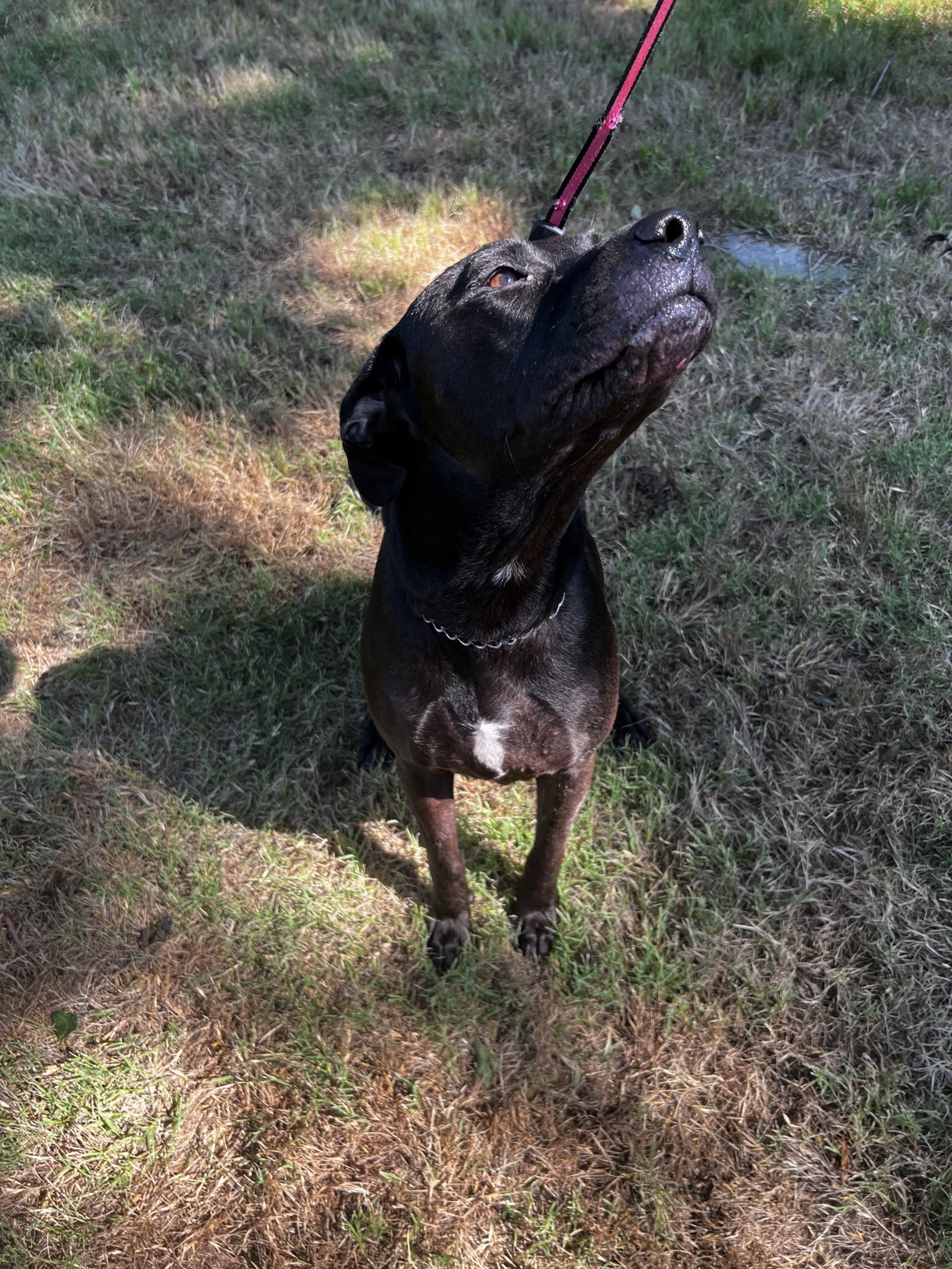 Loving and kind Lab/Pitbull Mix Rescue Ranch Inc.