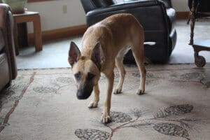 Feral stray, Kenna, debating whether to come closer to suspicious photographer for her comfort