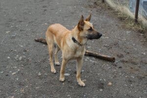 Feral stray, Kenna, outside in dog run at the stables