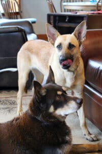 Feral stray, Kenna, licking her lips after treat. Gus in the foreground.