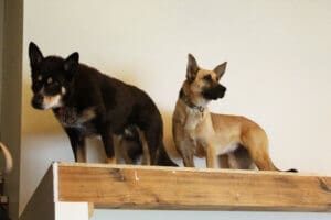 Feral stray, Kenna, and Gus up on landing