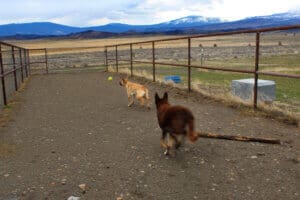 Feral stray, Kenna, and Gus playing ball