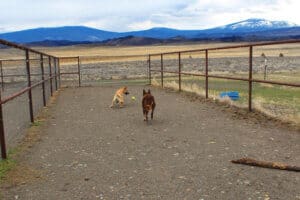 Feral stray, Kenna, and Gus playing ball