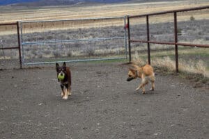 Feral stray, Kenna, and Gus playing ball