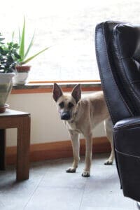 Feral stray, Kenna, checking out the photographer from a safe distance behind the furniture