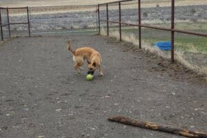 Feral stray, Kenna, playing with ball