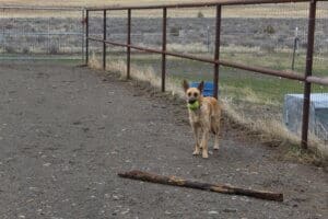 Feral stray, Kenna, unsure about bringing the ball back any farther