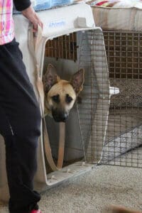 Feral stray, Kenna, showing her crate skills