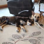 Feral stray, Kenna, lying down showing comfort with leash and gus sprawled next to her