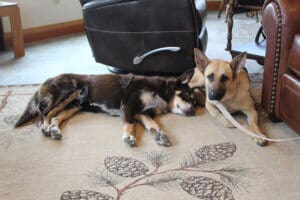 Feral stray, Kenna, lying down showing comfort with leash and gus sprawled next to her