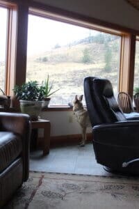 Feral stray, Kenna, looking out living room window