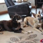 Feral stray, Kenna, and Gus watching Judy out of frame