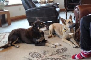 Feral stray, Kenna, and Gus watching Judy out of frame