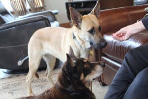 Feral stray, Kenna, and Gus receiving treats