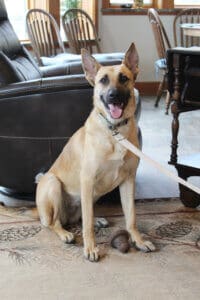 Feral stray, Kenna, happy and sitting for full body portrait of